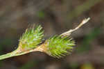 Shortbeak sedge